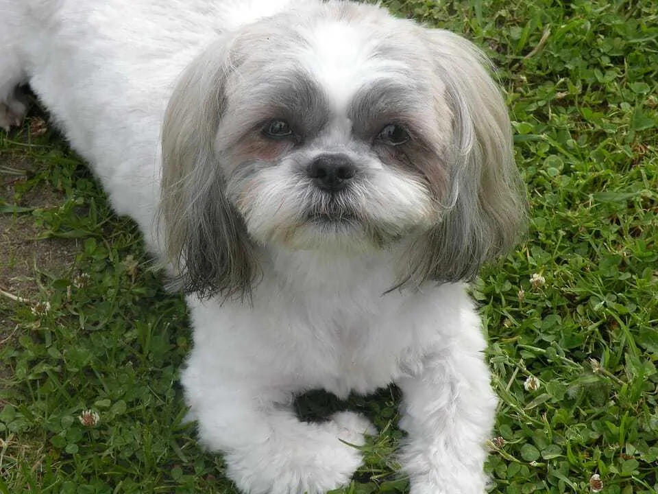 Maltese Shih Mix Breed Information Guide - Your Dog Advisor