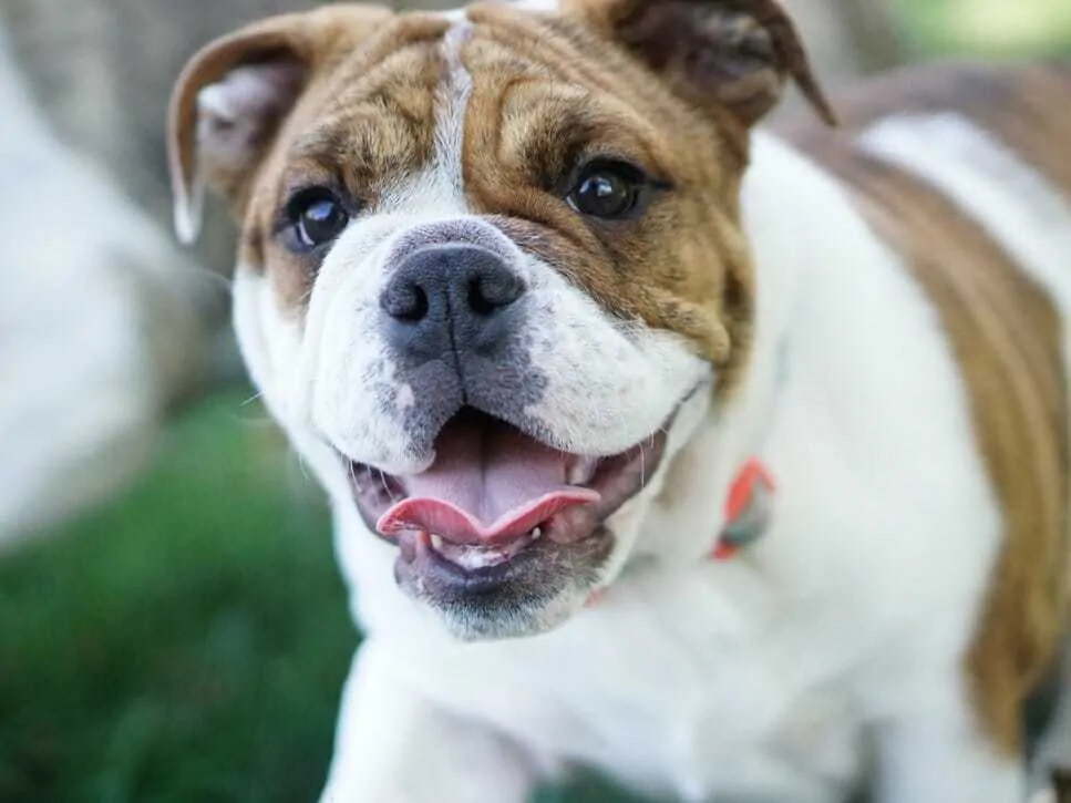 The American Bulldog - Is This The Right Dog Breed For You? 4