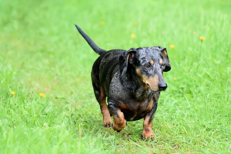 Dapple Dachshund Breed Information - 15 Things You Should Know 4