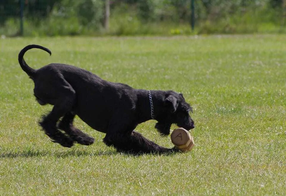 Giant Schnauzer Dog Breed Information - 15 Things to Know 5