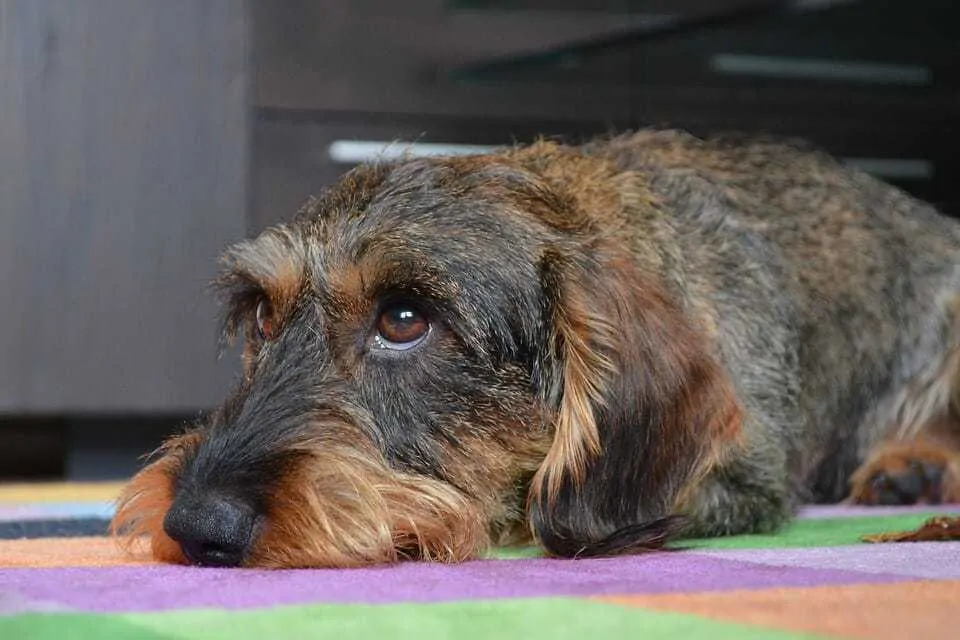 Silver dapple clearance wire haired dachshund