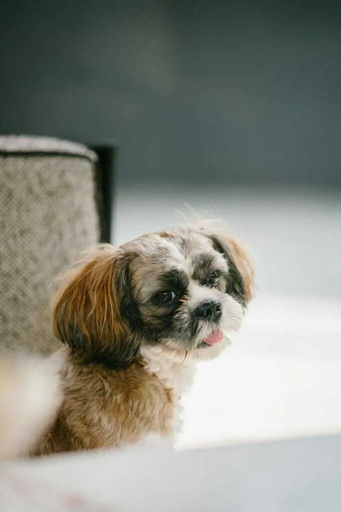 Maltese Shih Tzu Mix Breed Information Guide 6