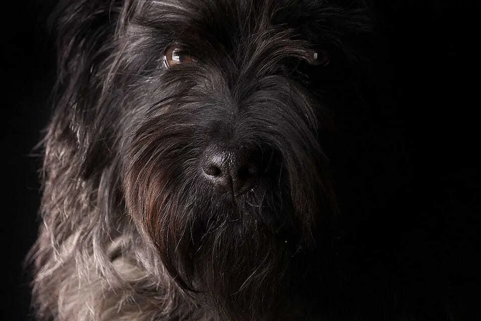 Giant Schnauzer Dog Breed Information - 15 Things to Know 7