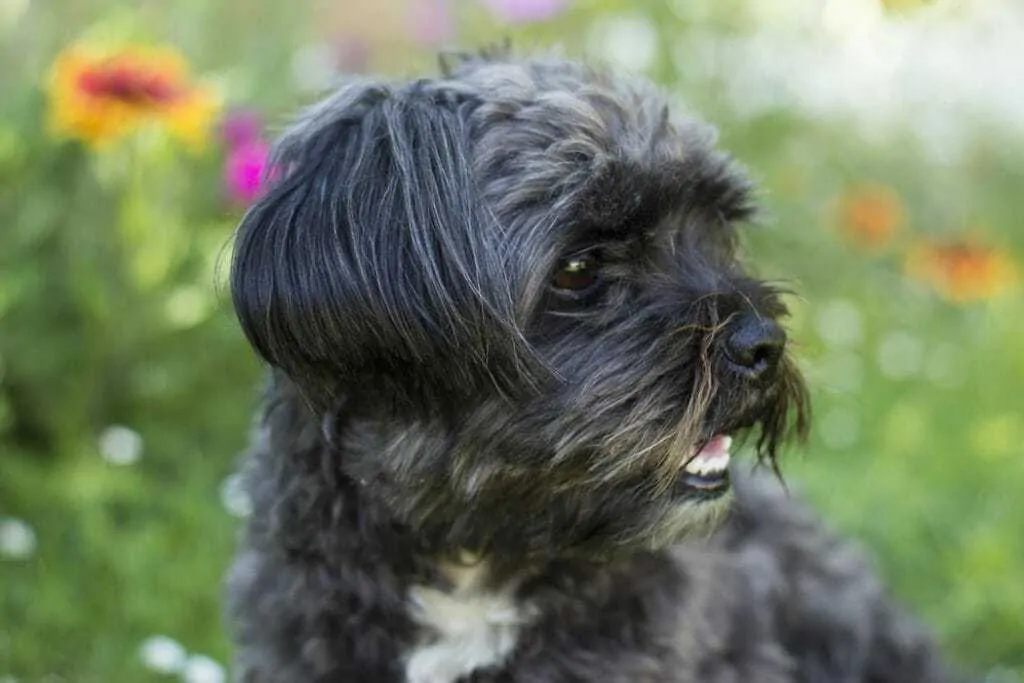 Shih tzu store maltese mix black