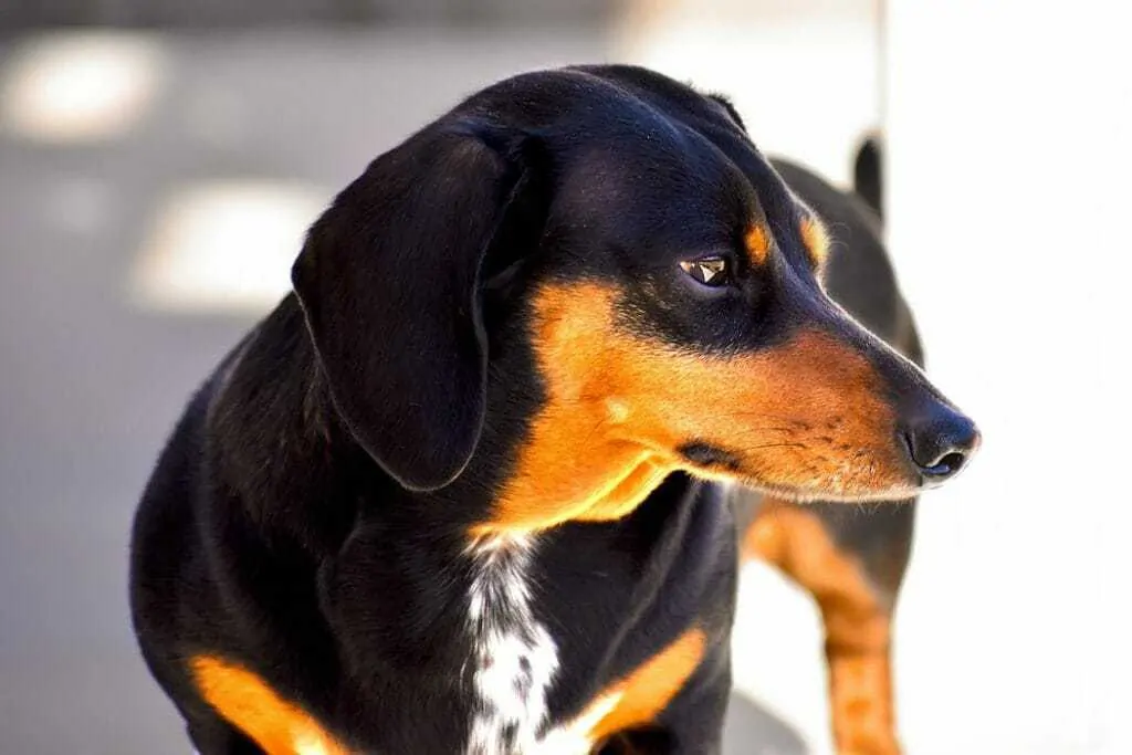 Single dapple hot sale dachshund