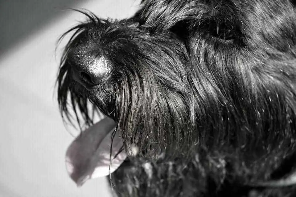 Giant Schnauzer Dog Breed Information - 15 Things To Know - Your Dog ...