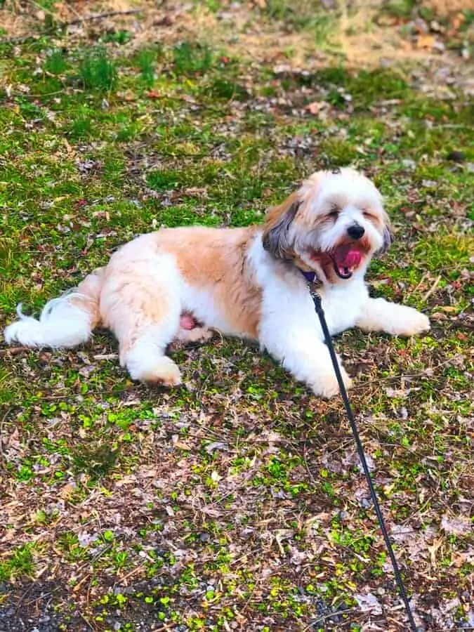 Maltese Shih Tzu Mix Breed Information Guide 9