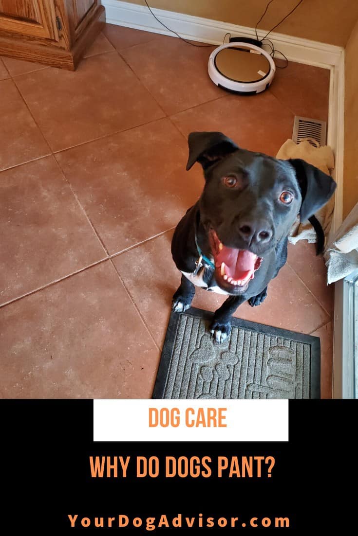 Why do Dogs Pant? Your Dog Advisor