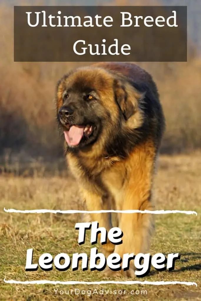 The Leonberger - Ultimate Breed Information Guide 9