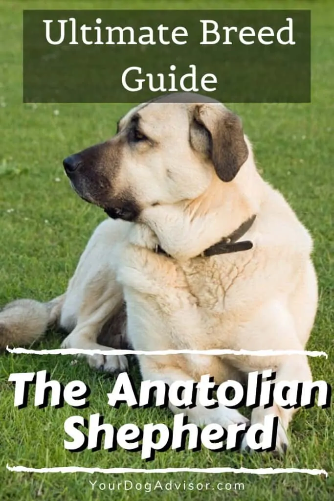 The Anatolian Shepherd - Ultimate Breed Information Guide 9