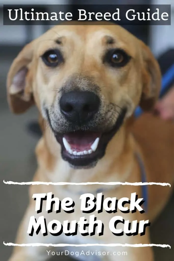 The Black Mouth Cur - Ultimate Breed Information Guide 9