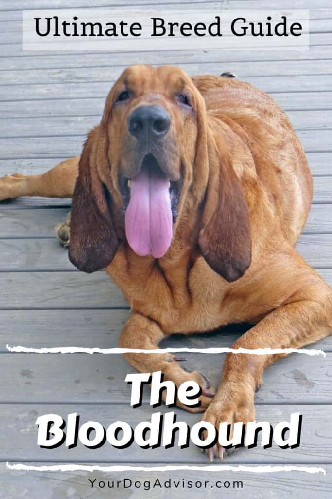 The Bloodhound - Ultimate Breed Information Guide 9