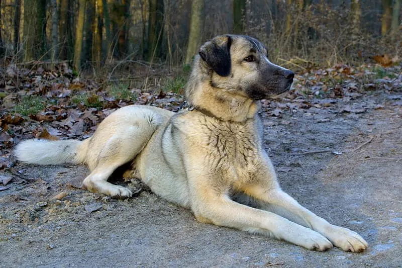 The Anatolian Shepherd - Ultimate Breed Information Guide 1