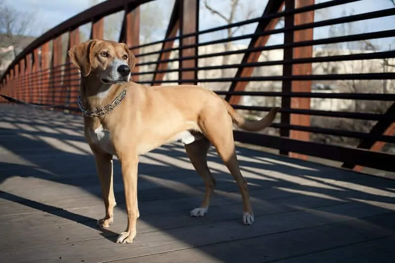 The Black Mouth Cur - Ultimate Breed Information Guide 1