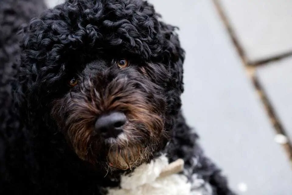 The Portuguese Water Dog - Ultimate Breed Information Guide 1