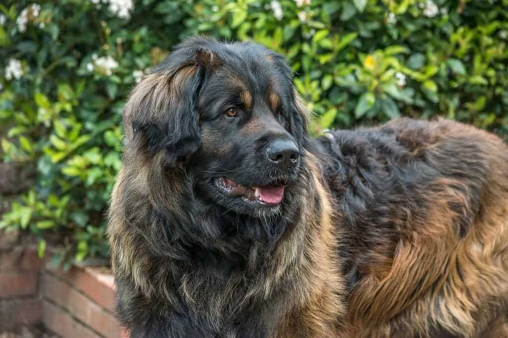 The Leonberger - Ultimate Breed Information Guide 1