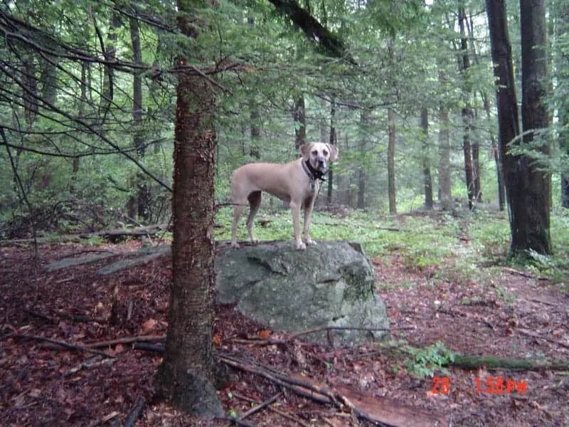 The Black Mouth Cur - Ultimate Breed Information Guide 2