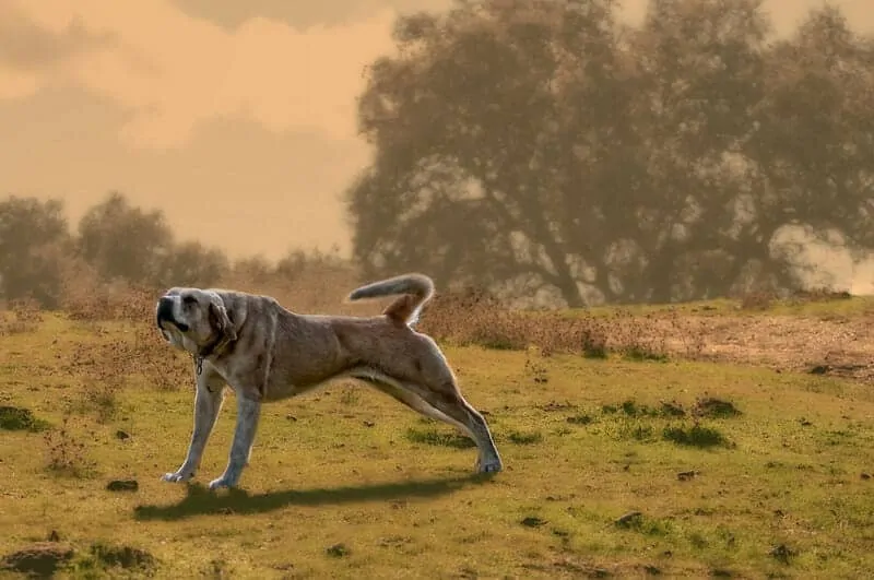 The Anatolian Shepherd - Ultimate Breed Information Guide 3