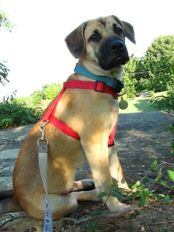 The Black Mouth Cur - Ultimate Breed Information Guide 3