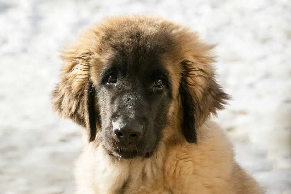 The Leonberger - Ultimate Breed Information Guide 3