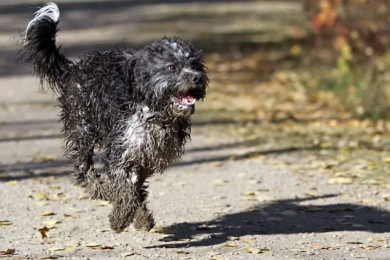 The Portuguese Water Dog - Ultimate Breed Information Guide 3