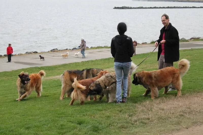 The Leonberger - Ultimate Breed Information Guide 4