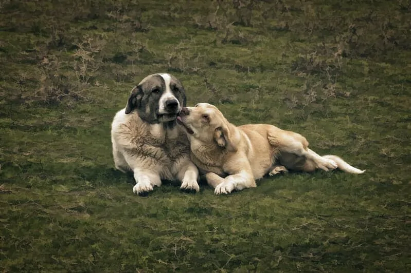 The Anatolian Shepherd - Ultimate Breed Information Guide 5