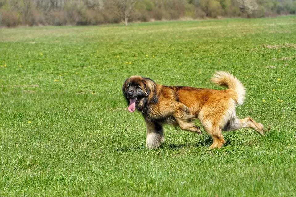 The Leonberger - Ultimate Breed Information Guide 5