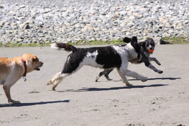 The Portuguese Water Dog - Ultimate Breed Information Guide 5