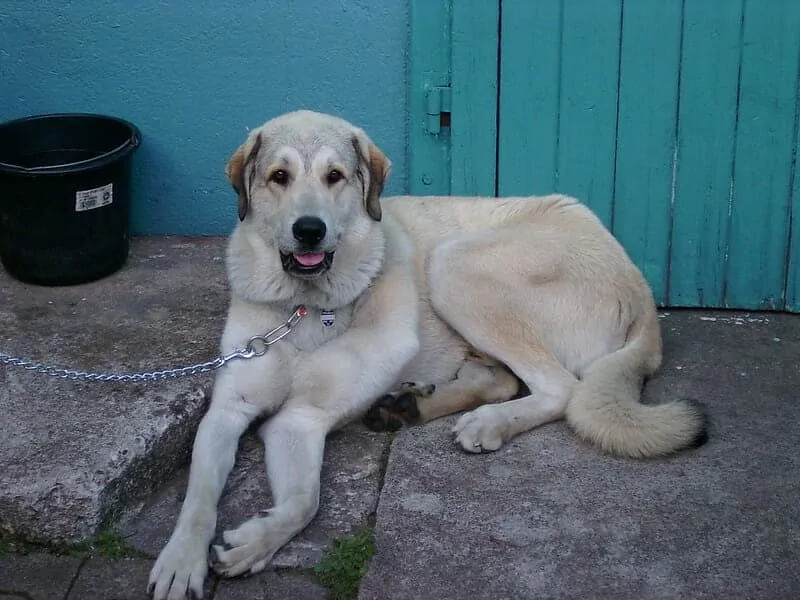 The Anatolian Shepherd - Ultimate Breed Information Guide 6