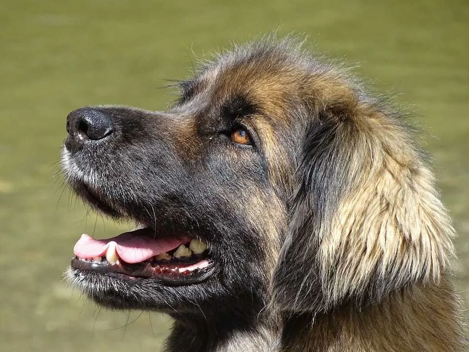 The Leonberger - Ultimate Breed Information Guide 6