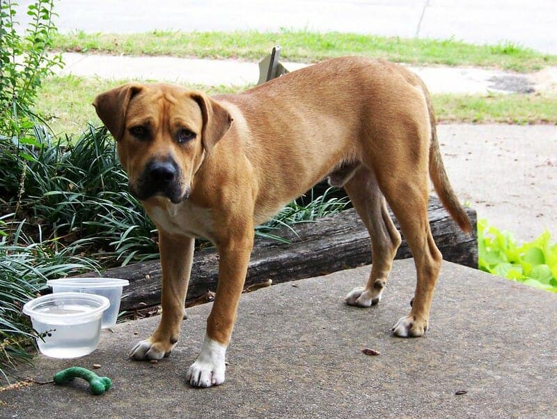 can black mouth cur be red