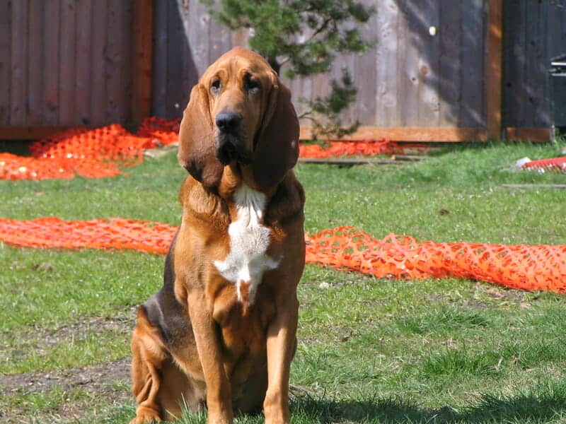 The Bloodhound - Ultimate Breed Information Guide 7