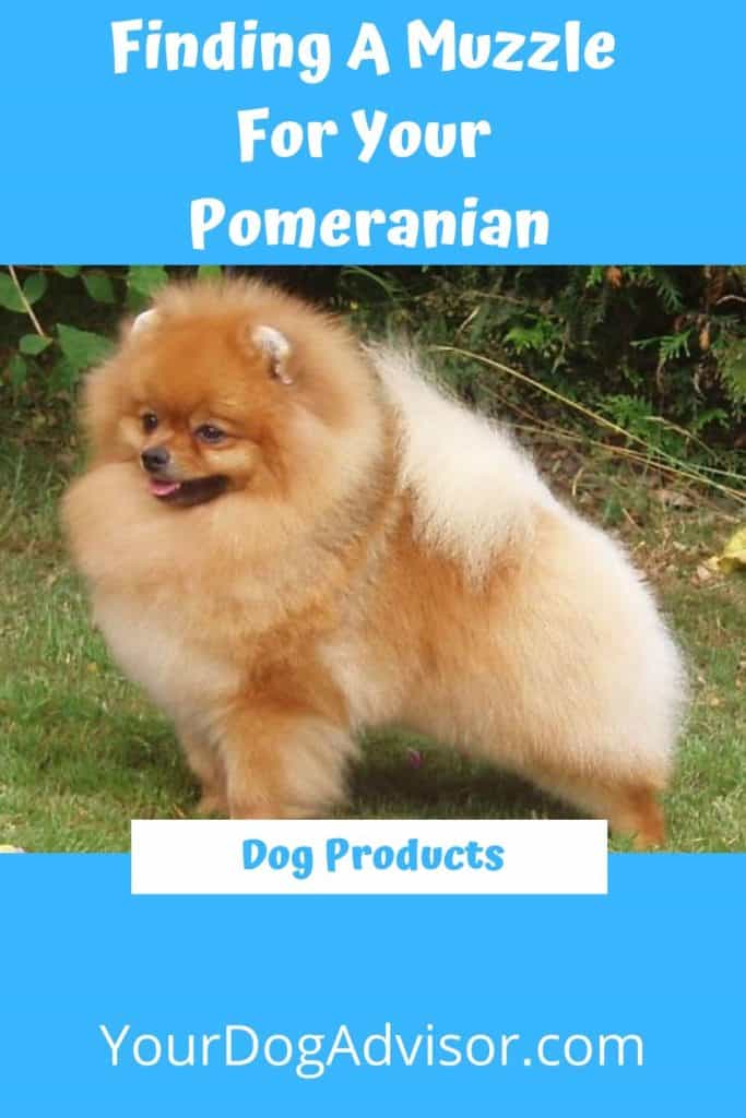 pomeranian muzzle