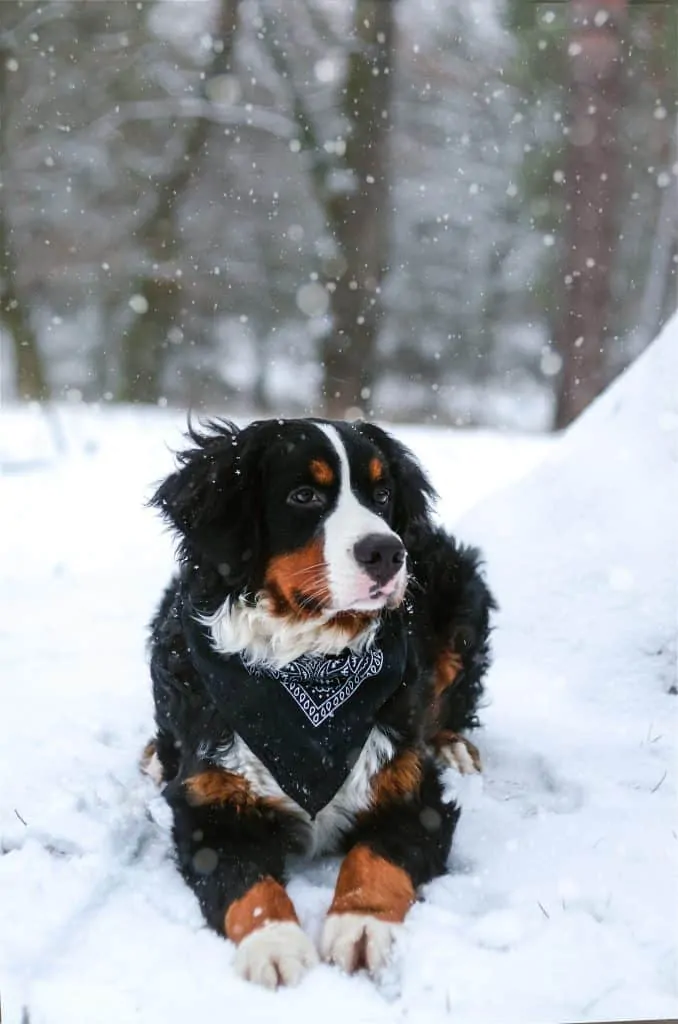 15 Things You Should Know About The Bernedoodle Dog Breed 1