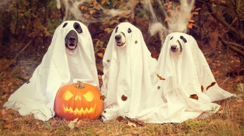 Best Dog Costumes 3