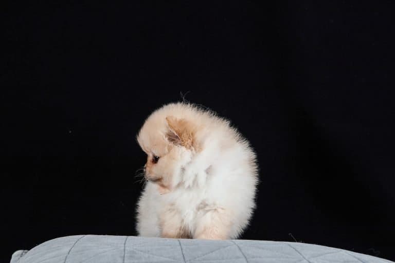 How to Choose the Best Pomeranian Muzzle Your Dog Advisor