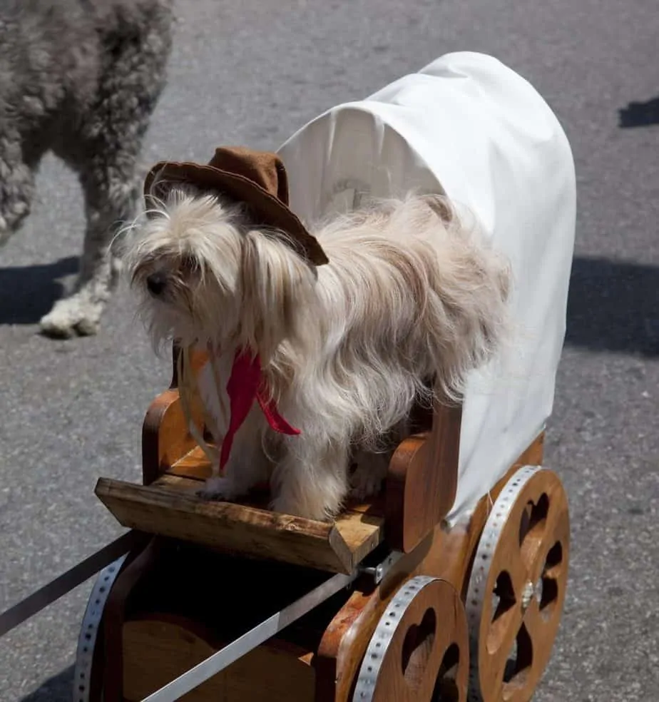 Best Dog Costumes 6