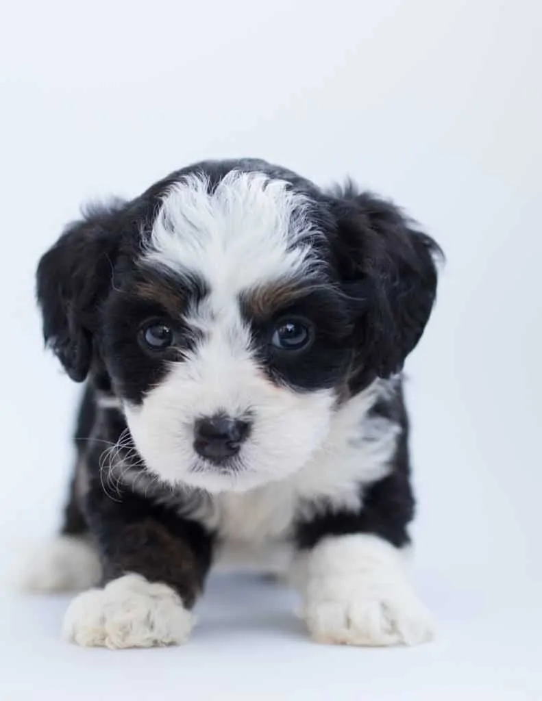 15 Things You Should Know About The Bernedoodle Dog Breed 5