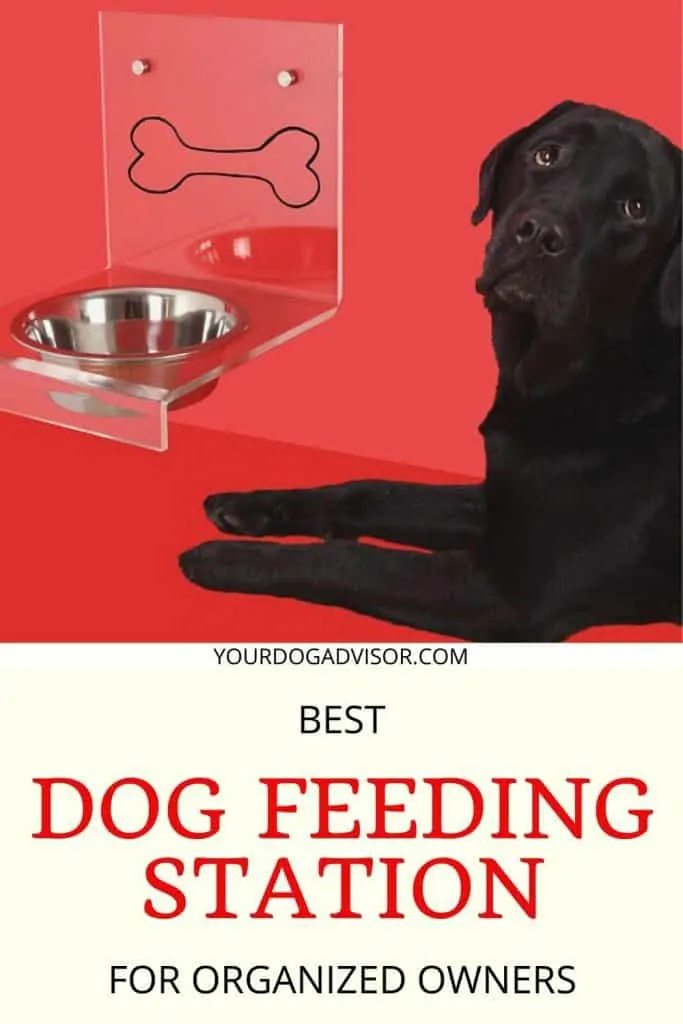 Best Dog Feeding Station 5