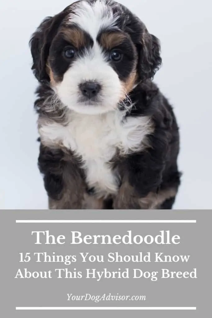 15 Things You Should Know About The Bernedoodle Dog Breed 6