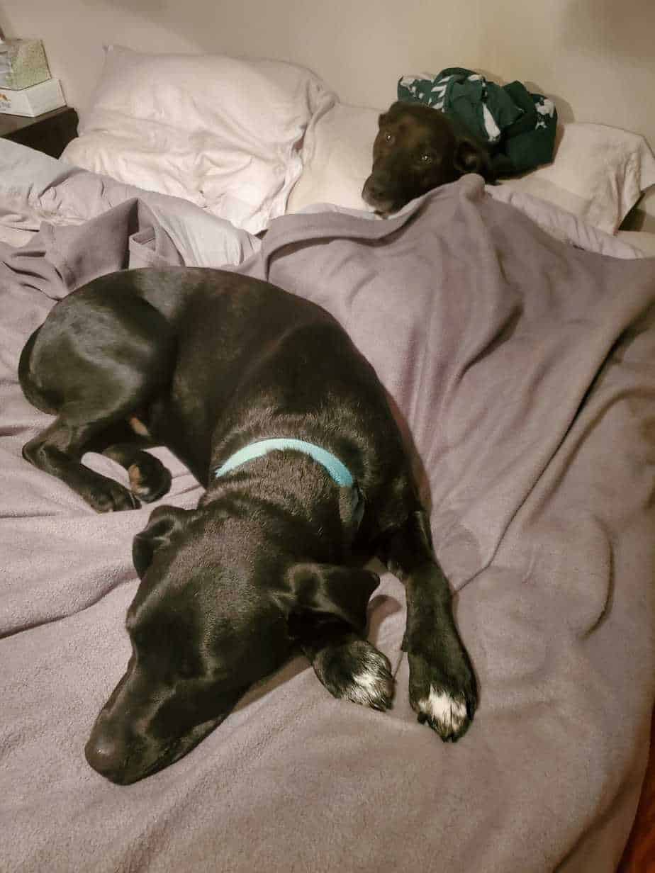 Why is My Dog Shaking? Here’s What You Should Know Your Dog Advisor