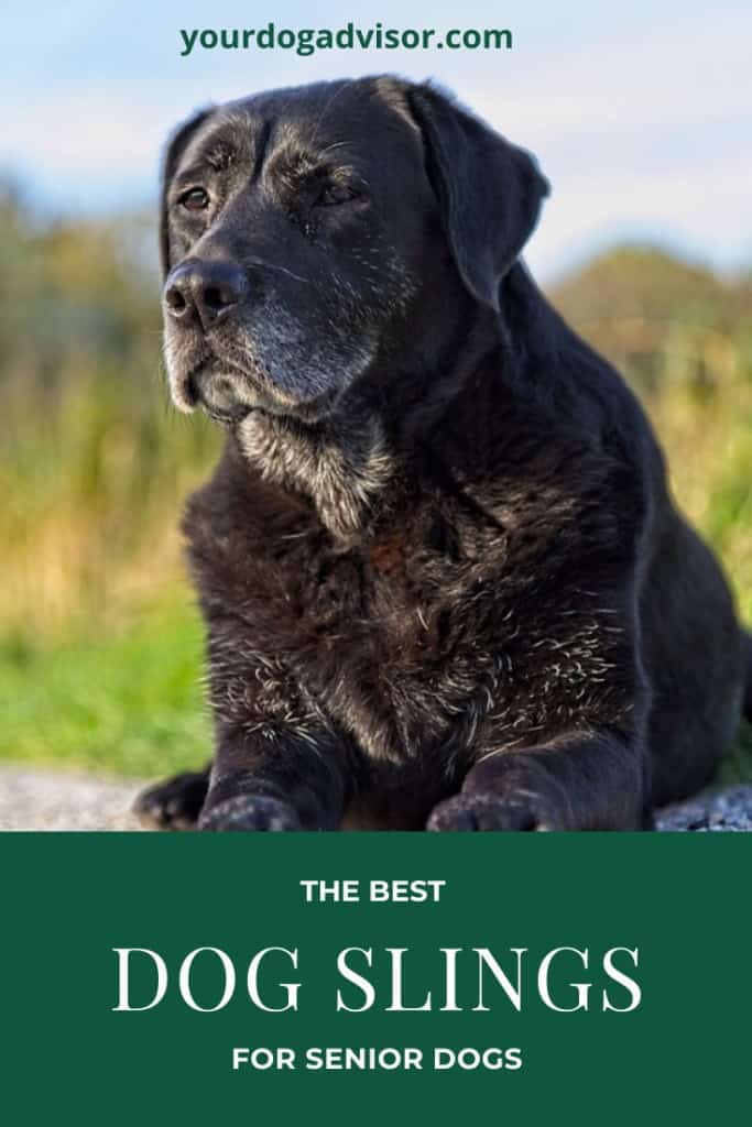 The Best Dog Sling Options For Senior Dogs Your Dog Advisor
