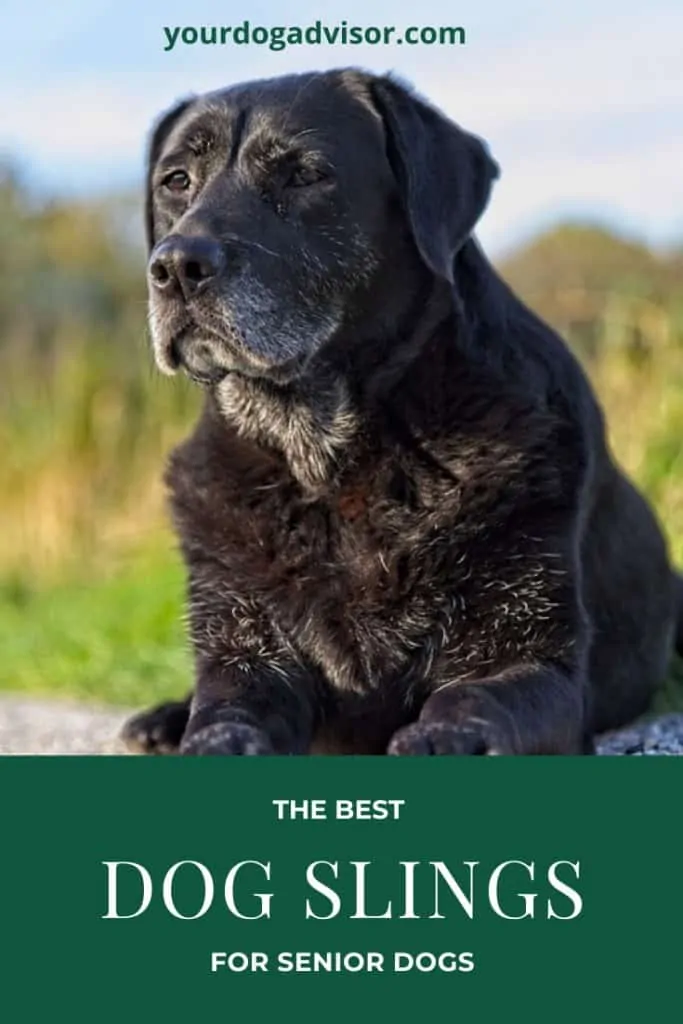 The Best Dog Sling Options For Senior Dogs 4