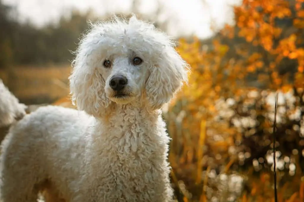 10 Things You Should  Know About the Standard Poodle 1