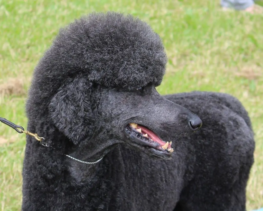 10 Things You Should  Know About the Standard Poodle 4