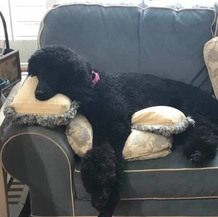 10 Things You Should  Know About the Standard Poodle 6