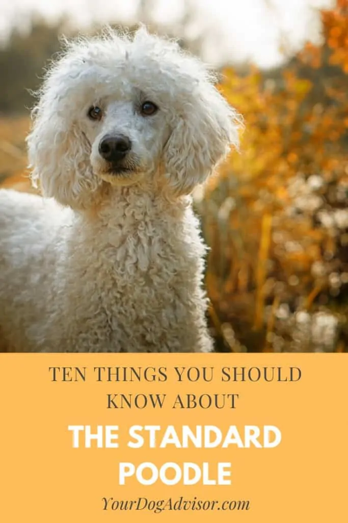 10 Things You Should  Know About the Standard Poodle 7