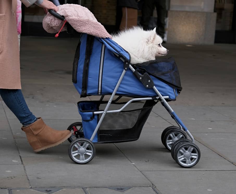 15 Best Dog Stroller Brands For Owners On The Move Your Dog Advisor
