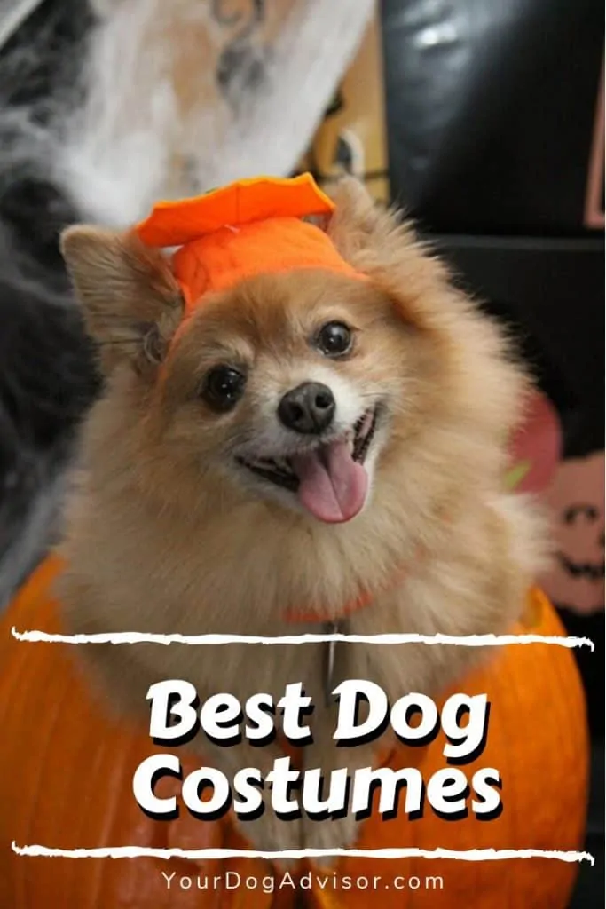 Best Dog Costumes 8